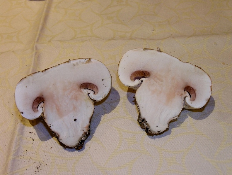 3)Fotogr.il 14.03.2017.sotto pineta marina ultimo del.14.03.